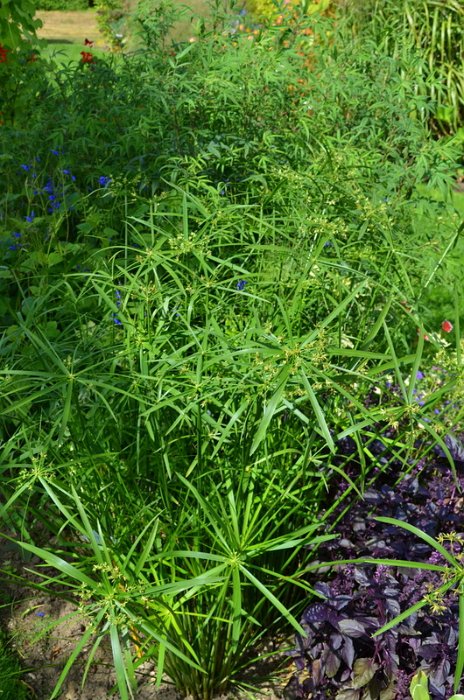 Cyperus papyrus 'du Niger'